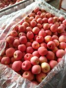 2500立方米冷庫可以放多少噸蘋果？