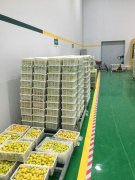 山東3000噸水果保鮮庫安裝造價預(yù)算多少？