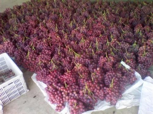 100萬(wàn)斤葡萄冷庫(kù)