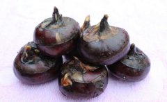 建個存放馬蹄(荸薺)保鮮冷庫需要多少錢?