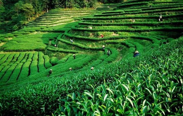 上海建1000㎡茶葉冷庫(冷藏、冷凍庫倉庫)安裝預算多少錢 上海建1000㎡茶葉冷庫(冷藏、冷凍庫倉庫)安裝預算多少錢