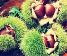 建造存放5000噸冷庫工程造價多少錢,板栗溫度要求多少