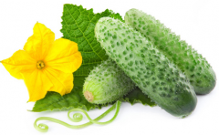 番茄黃瓜保鮮庫設計技術(shù)