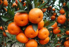 蜜桔保鮮氣調(diào)庫設(shè)計(jì)及貯藏管理