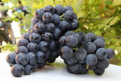 葡萄保鮮庫安裝，建一個葡萄冷庫需要多少錢？